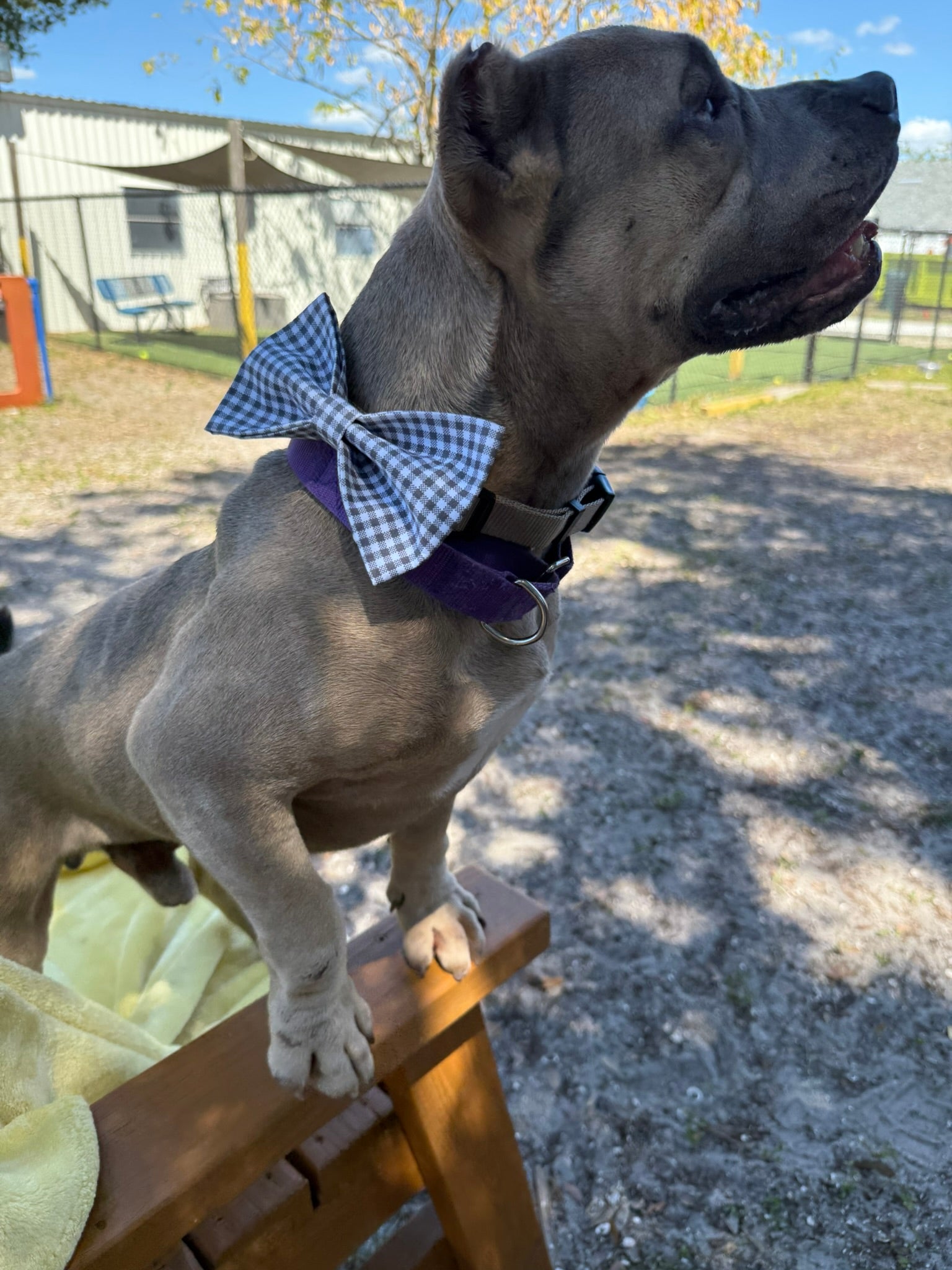 Black Gingham Dog Bow Tie