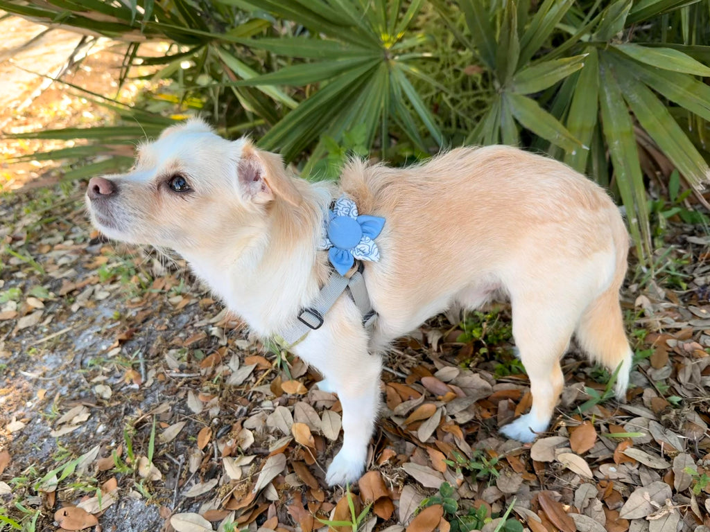 Blue Doodle Floral Dog Bloom
