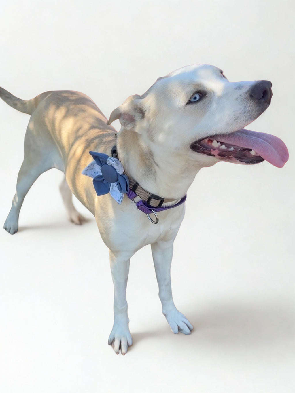 Blue Floral Dog Bloom
