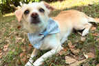Blue Doodle Floral Dog Bow Tie