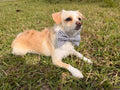 Black Gingham Dog Bow Tie