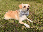 Black Gingham Dog Bow Tie