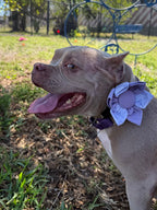 Purple Floral Dog Bloom