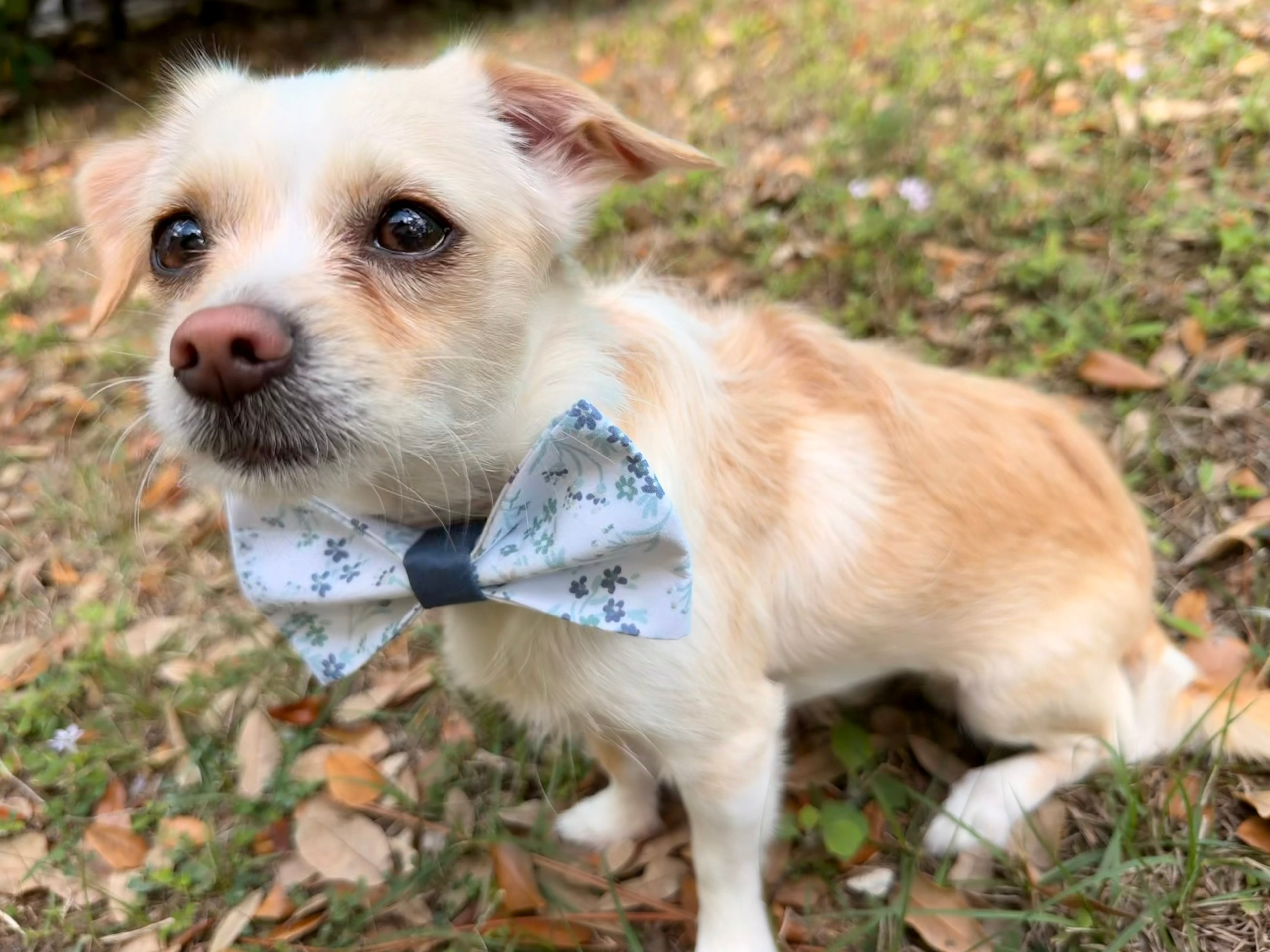 Blue Floral Dog Bow Tie