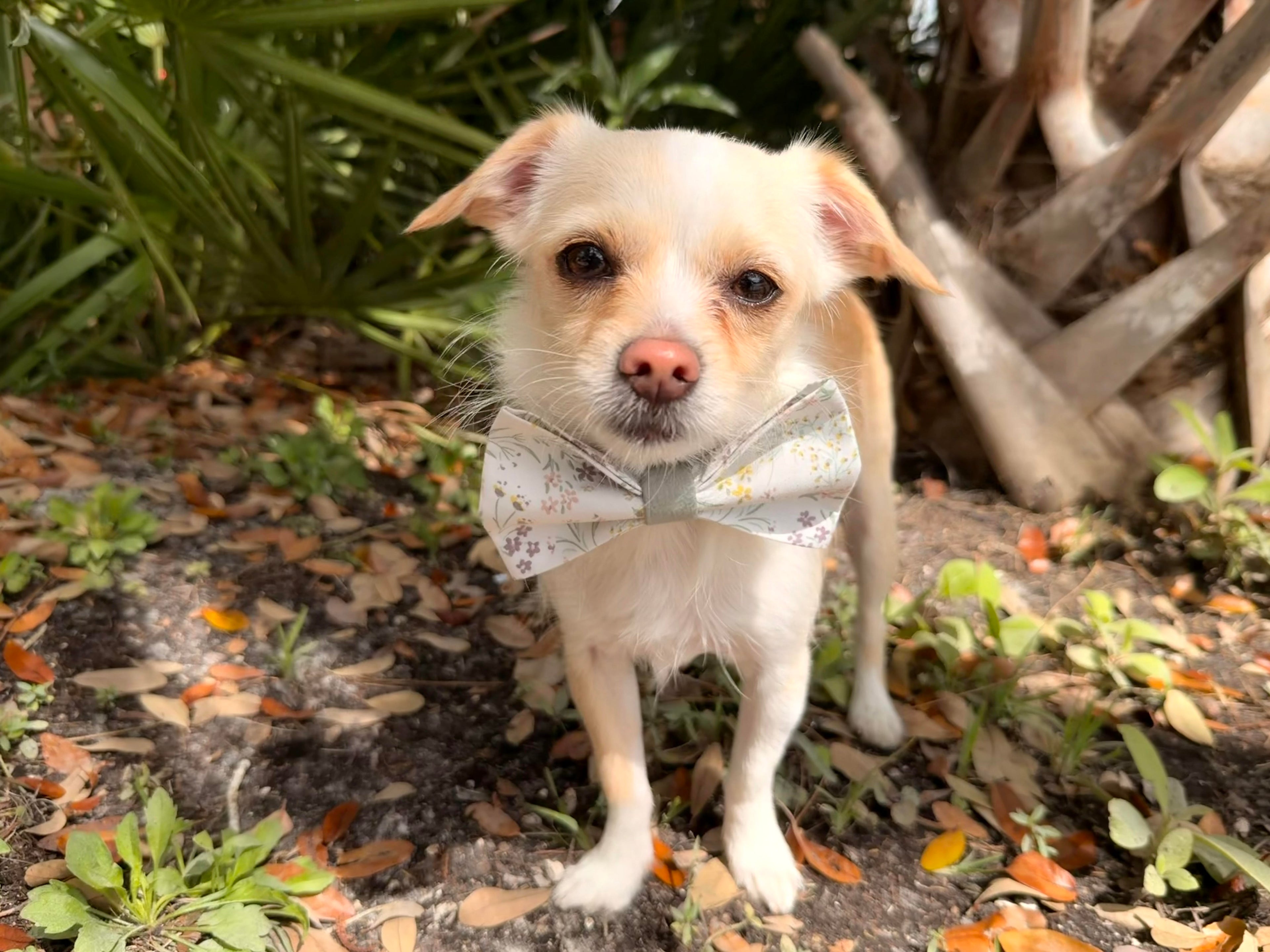 Green Floral Dog Bow Tie