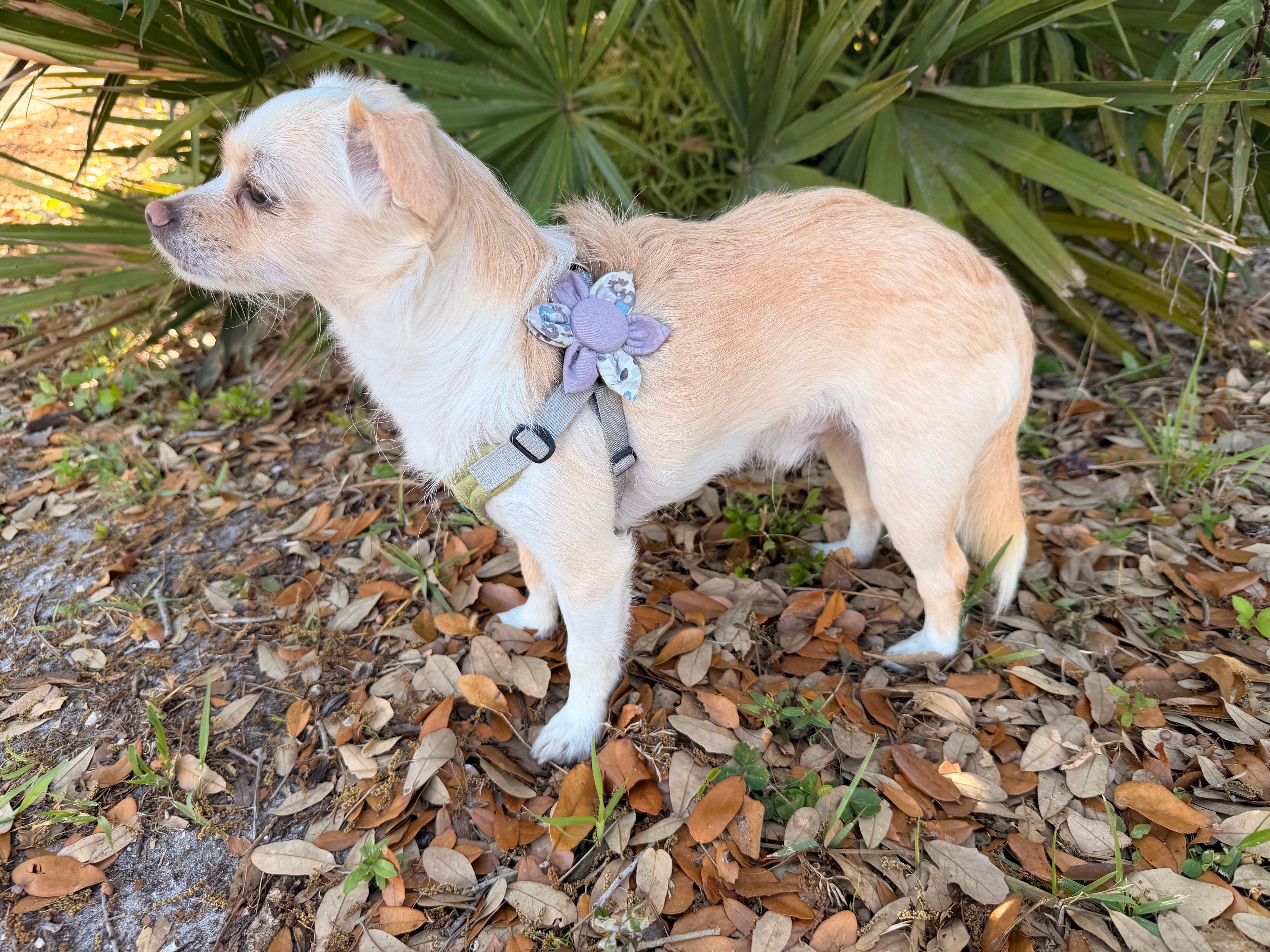 Muted Meadow Dog Bloom