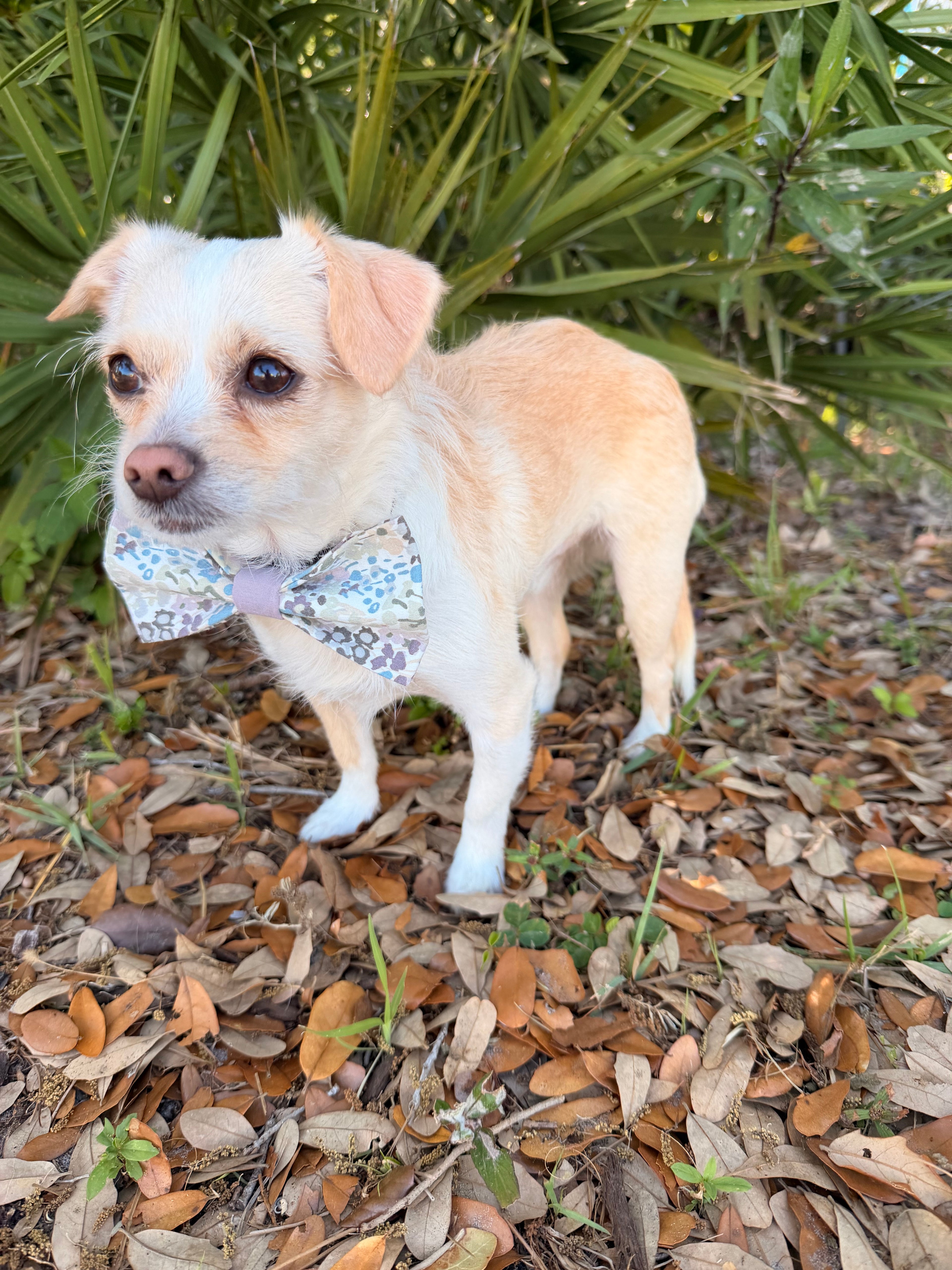 Muted Meadow Dog Bow Tie