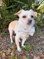 Oatmeal Classic Dog Bow Tie