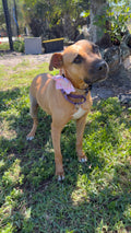 Pink Gingham Dog Bloom