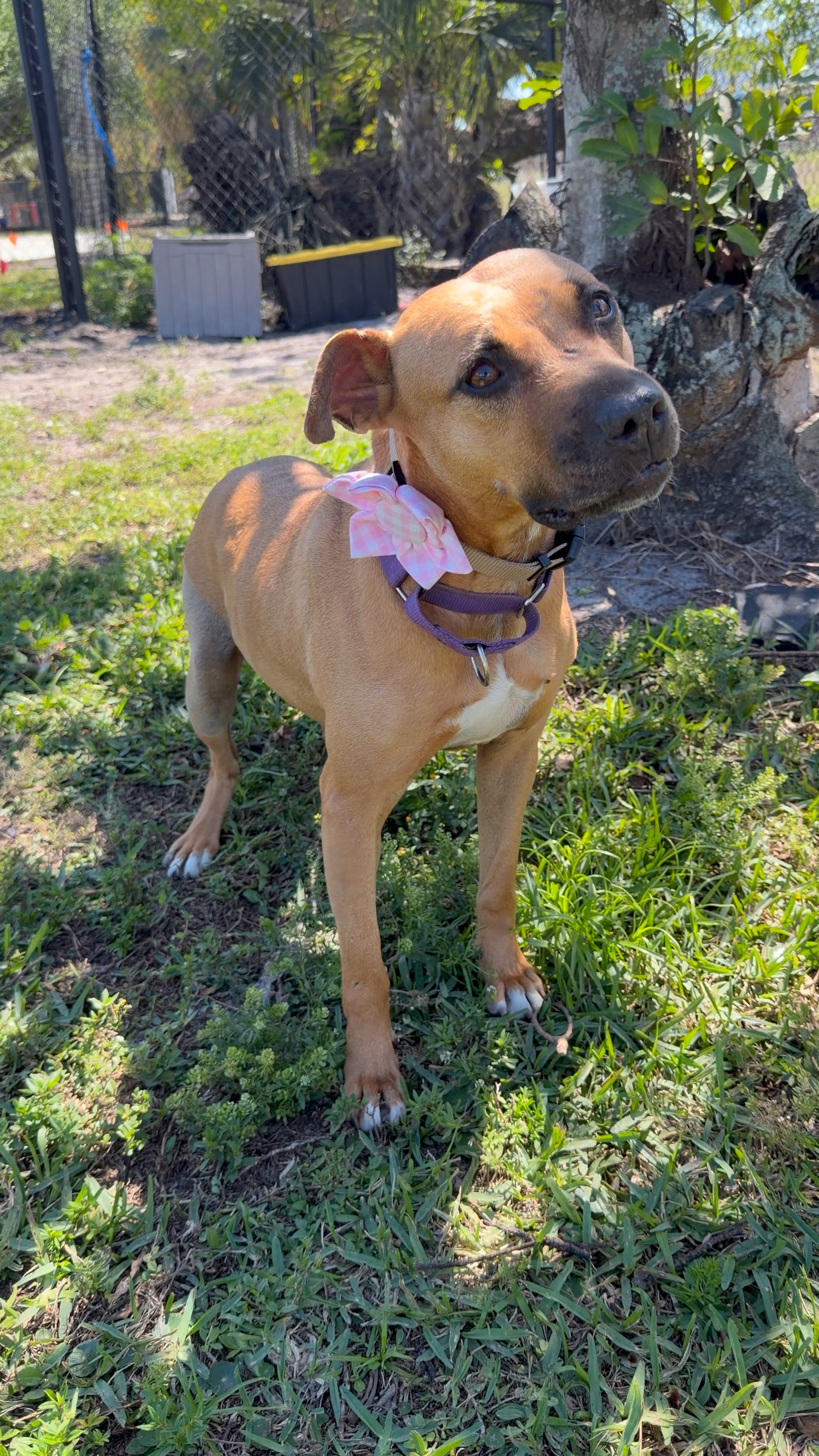 Pink Gingham Dog Bloom
