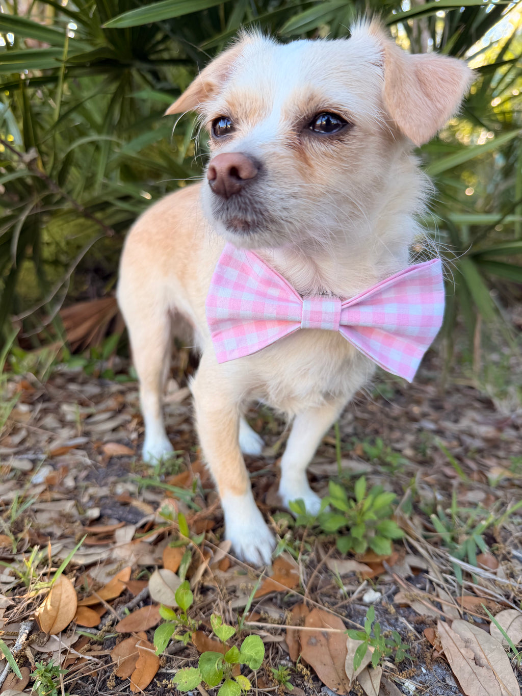 Pink Gingham Dog Bow Tie